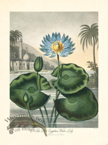 32 Egyptian Water Lily